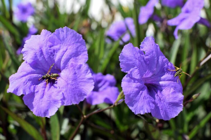 Màu tím của loại hoa này sẽ tạo nên một khung cảnh cực kỳ nên thơ cho khu vườn của bạn