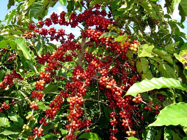 độ pH của đất bazan - trồng cây cà phê