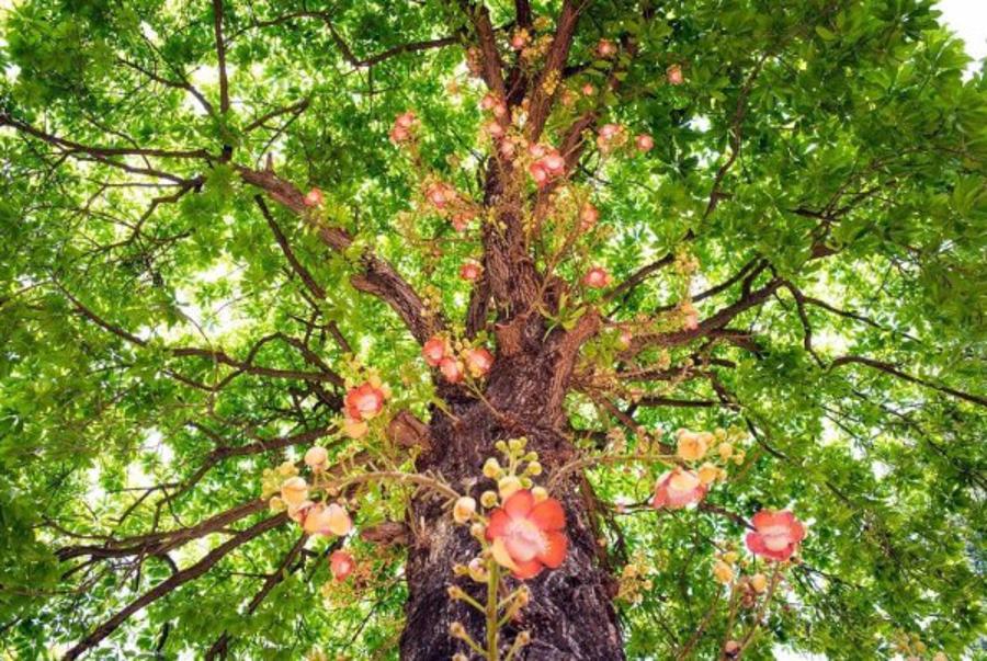 Cây sala là cây gì sự tích ra sao và ý nghĩa mang lại - Dolatrees chia sẻ kiến thức về về các loại cây