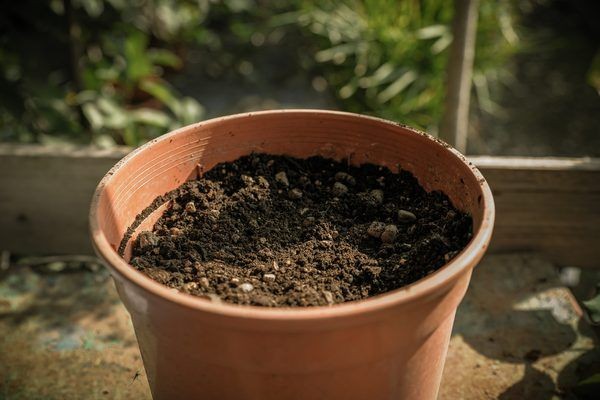 Khâu chuẩn bị đất là cực kỳ quan trọng, dù bạn trồng hoa trong chậu hay ngoài vườn