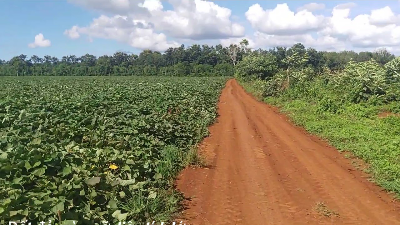 độ pH của đất bazan