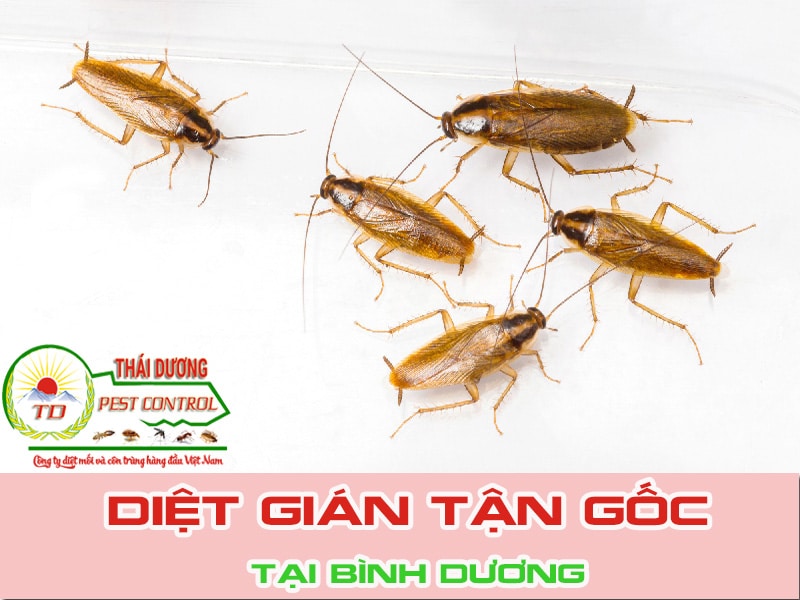 Công Ty Diệt Mối Thái Dương - Diệt côn trùng số 1 tại TPHCM