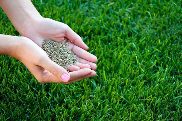 Phương pháp nhân giống bằng hạt 