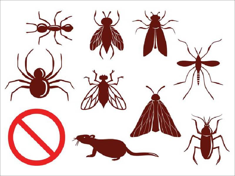 Dịch vụ kiểm soát côn trùng dịch hại chuyên dụng khác - Tâm Phúc