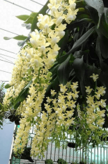 hoa Lan Quế tháng 8