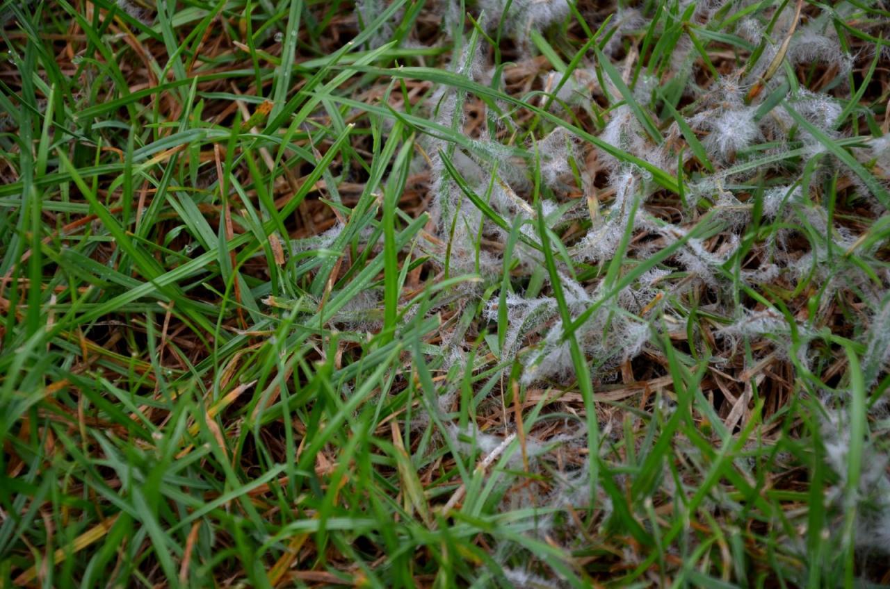 Bệnh nấm mốc nhờn ở cỏ 